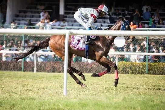 Sorocaba e Suas Corridas Emblemáticas: Uma Jornada no Mundo dos Quarter Horses